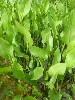 alisma plantago