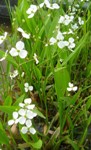 sagittaire graminea