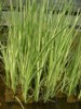 Acorus calamus variegata