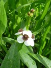 sagittaire sagittifolia