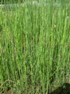 equisetum americanum