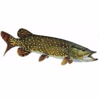 Brochet