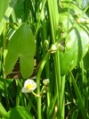 sagittaire latifolia