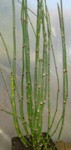 equisetum japonicum