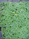 hydrocotyle vulgaris