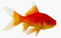 Poisson pour bassin-potager Graldine