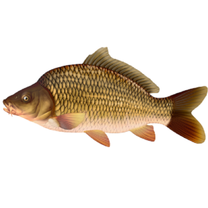 Carpe 1 été (4 sacs de 2,5 kg de poisson)