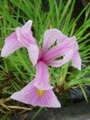 iris laevigata rose queen