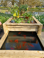 Bassin-potager Aquaponique Géraldine 1