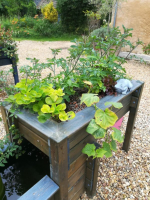 Bassin-potager Aquaponique Géraldine 2
