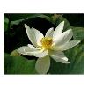 Lotus Alba grandiflora