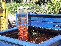 Bassin-potager Géraldine 1