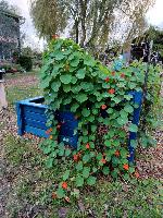 Bassin-potager Géraldine 1