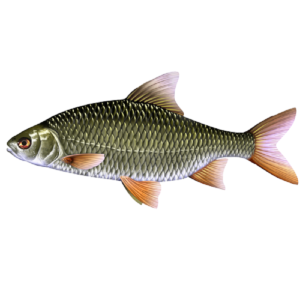 Gardon (2 sacs de 2,5 kg de poisson)