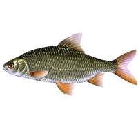 Gardon (2 sacs de 2,5kg de poisson)