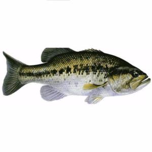 Black-bass