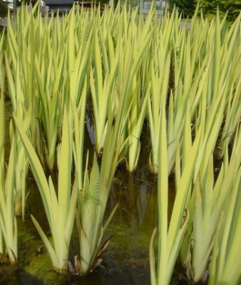 iris pseudoacorus variegata