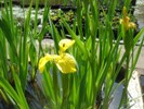 iris pseudoacorus