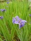 iris laevigata bleu