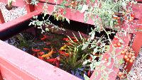 Bassin-potager Aquaponique Géraldine 5