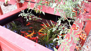 Bassin-potager Aquaponique Géraldine 5