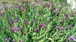 iris versicolor