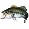 Black Bass (le sac de 2.5 kg soit 29.50 € le kg)