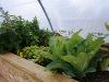 serre type ferme urbaine ou familiale