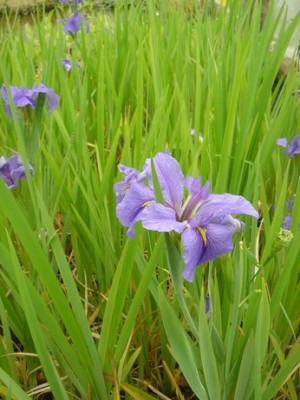 iris laevigata bleu