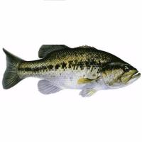 Black Bass 10/15 cm (Le lot de 10 poissons)