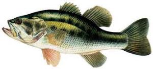 Black Bass (le sac de 2.5 kg de poisson)