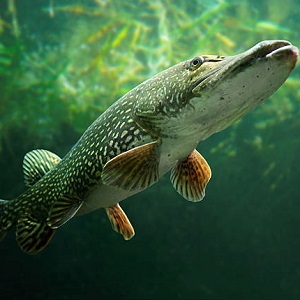 Poissons de repeuplement Etang et vif