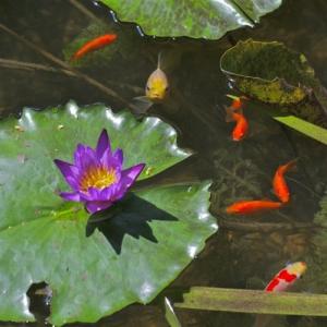 Poissons