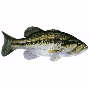 Black Bass (le sac de 2.5 kg soit 29.50 € le kg)